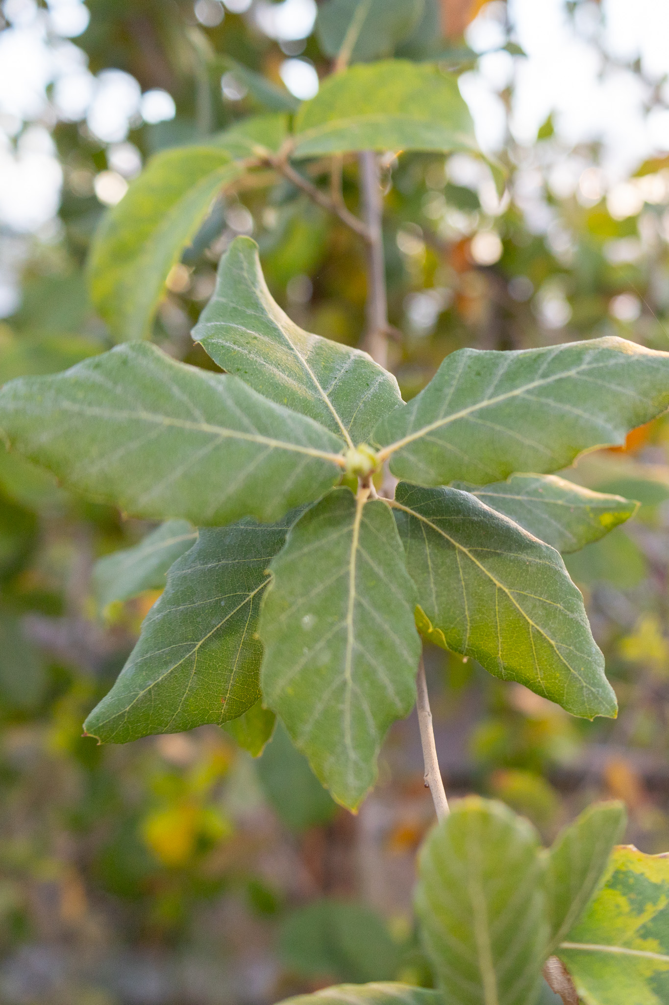 Cork oak leaf